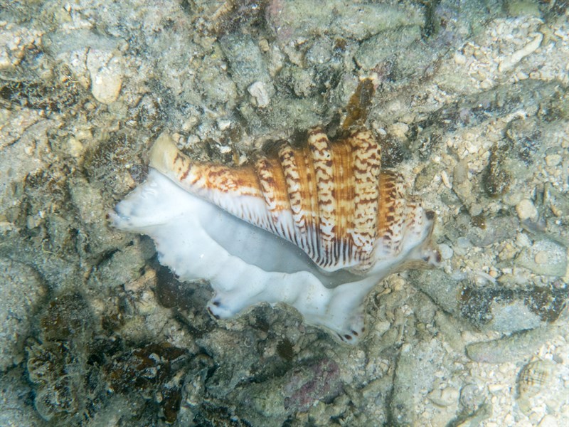 , Arthritic Spider Conch, Harpago arthriticus