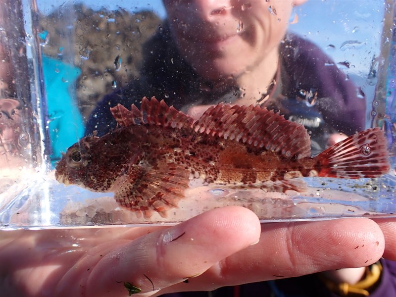 Red Irish lord, Red Irish Lord, Bullhead - Hemilepidotus hemilepidotus, Hemilepidotus hemilepidotus