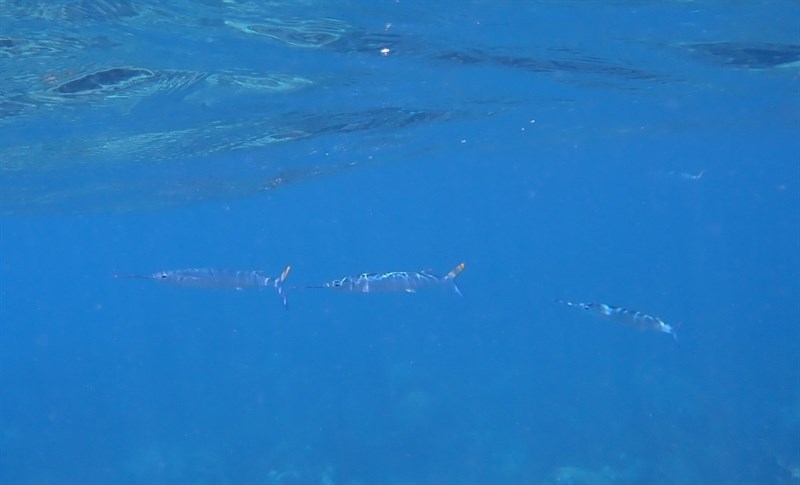 Bermuda halfbeak, Hemiramphus bermudensis, Hemiramphus bermudensis