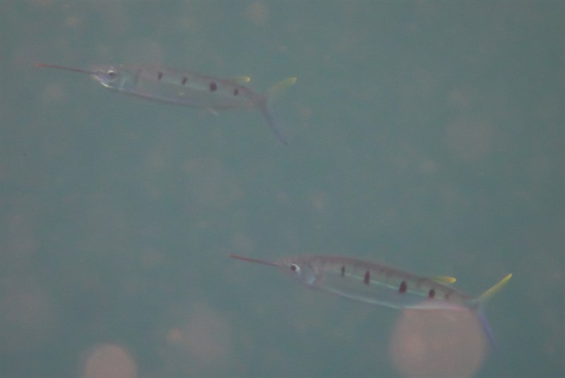 Black-barred halfbeak, Black-barred Halfbeak, Hemiramphus far