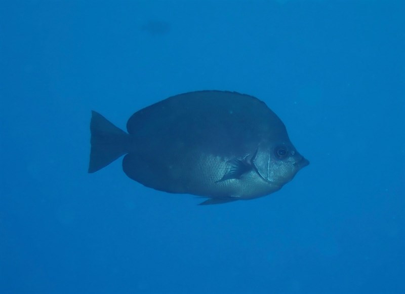 Thompson's butterflyfish, Thompson Butterflyfish, Hemitaurichthys thompsoni