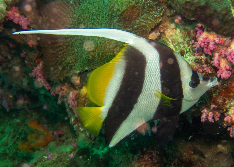 Pennant coralfish, Bannerfish, Coachman, Featherfin Coralfish, Longfin Bannerfish, Pennant Bannerfish, Pennant Coralfish, Pennant Coralfish, Pennant Coral Fish, Reef Bannerfish, Wimple Fish, Heniochus acuminatus