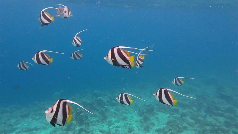 False moorish idol, Bannerfish, False Moorish Idol, False Moorish Idol, Pennantfish, Schooling Bannerfish, Schooling Coachman, Heniochus diphreutes