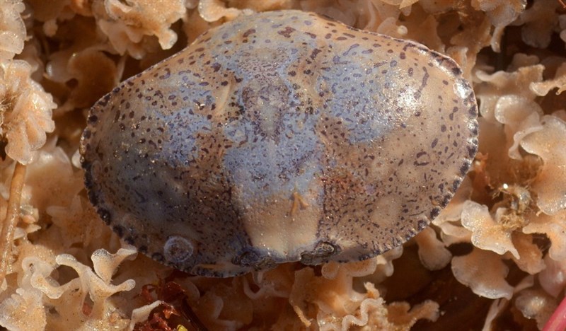 , Flecked Box Crab - Hepatus pudibundus, Hepatus pudibundus