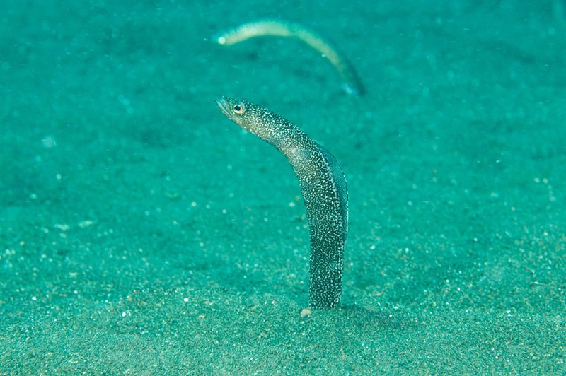 Enigma garden eel, Garden Eal, Heteroconger enigmaticus