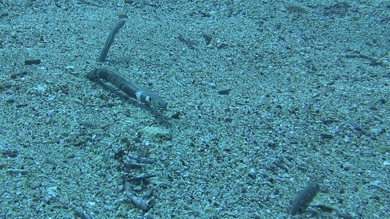 Galapagos garden eel, Galapagos Garden-eel, Heteroconger klausewitzi