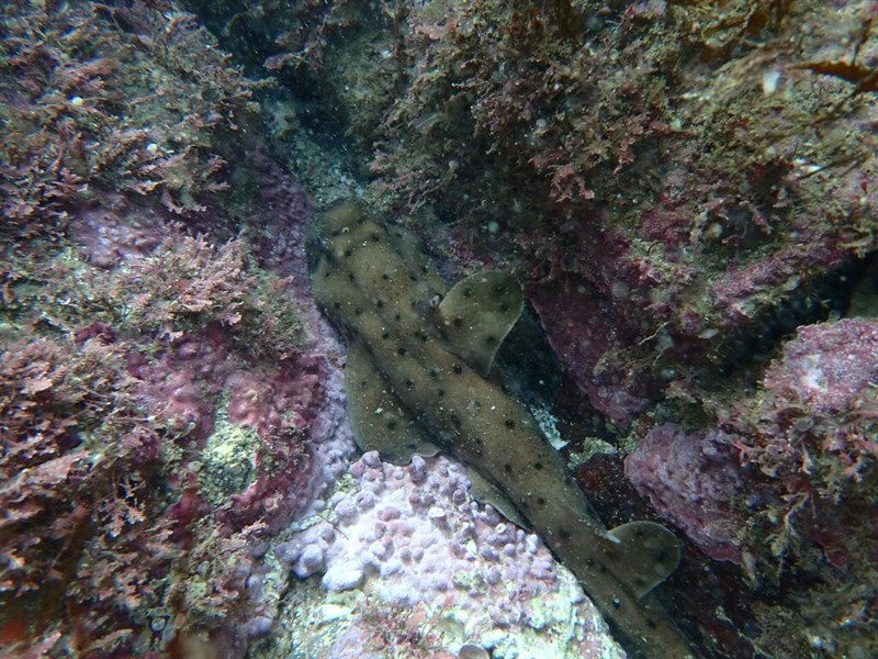 Horn shark, Horn Shark - Heterodontus francisci, Heterodontus francisci