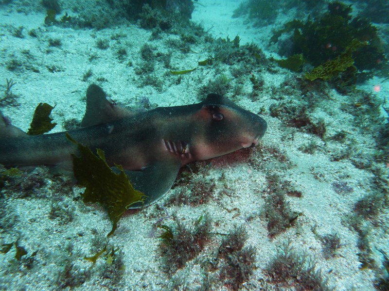 Crested hornshark, Crested Bull Shark, Crested Bullhead Shark, Crested Horn Shark, Crested Port Jackson Shark, Crested Shark, Heterodontus galeatus