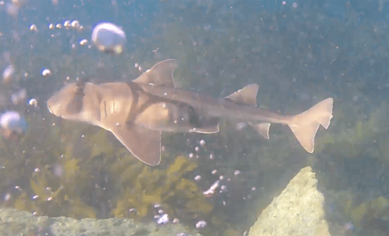 Port Jackson shark, Port Jackson Shark, Heterodontus portusjacksoni