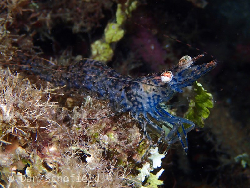 , Longarm Prawn, Heteropenaeus longimanus