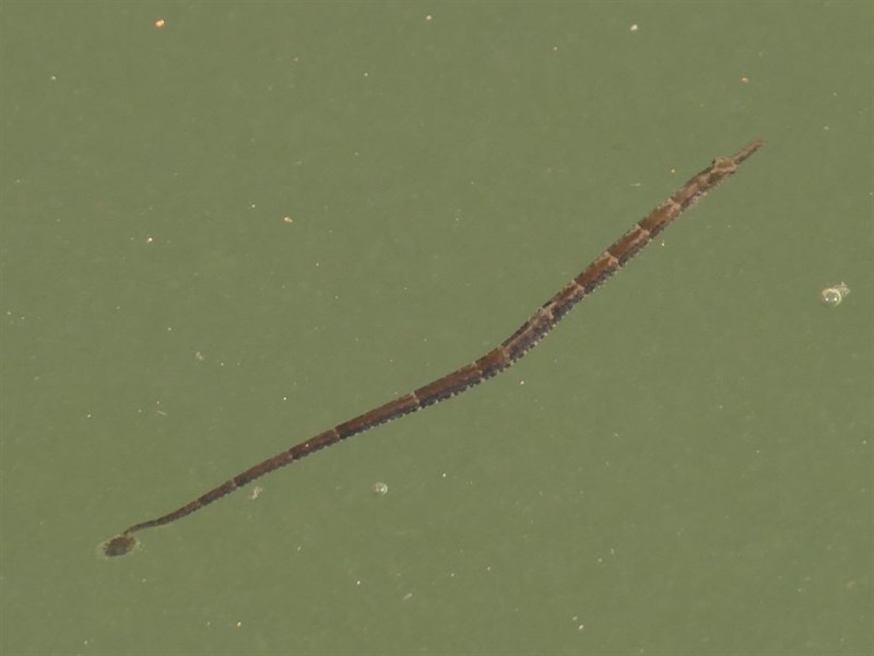 Bellybarred pipefish, Hippichthys spicifer, Hippichthys spicifer