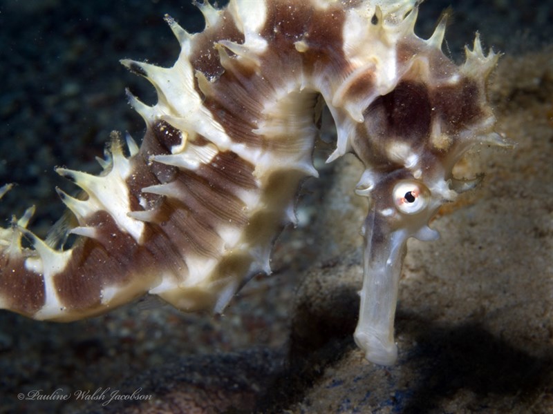 Jayakar's seahorse, Jayakar`s Seahorse, Hippocampus jayakari