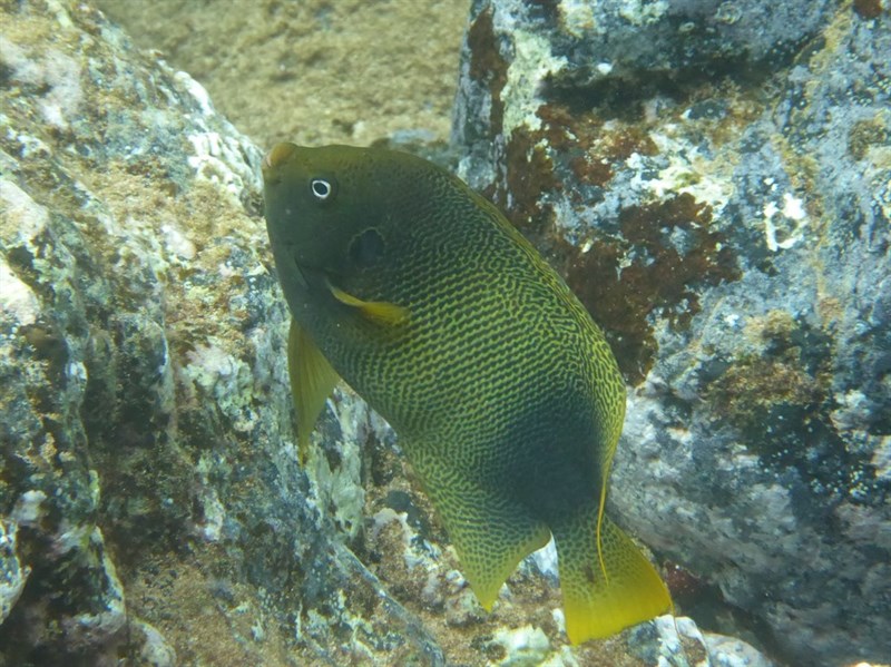 Guinean angelfish, Guinean Angelfish - Holacanthus africanus, Holacanthus africanus