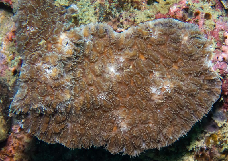 , Boulder Horn Coral, Hydnophora exesa