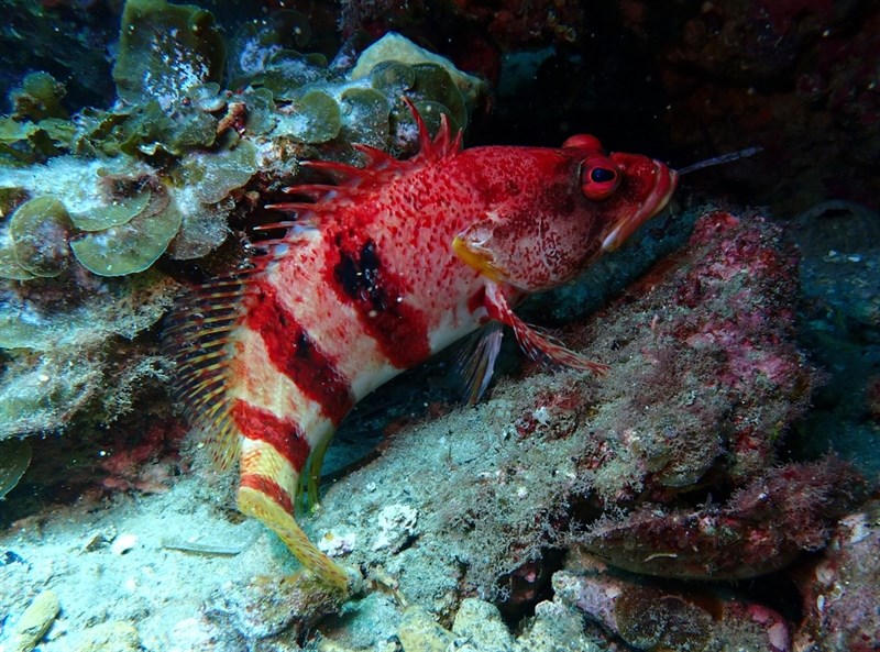 Banded seaperch, Black-banded Sea Perch, Black-banded Seaperch, Black-banded Sea-perch, Red Spangled Sea-perch - Hypoplectrodes nigroruber, Hypoplectrodes nigroruber