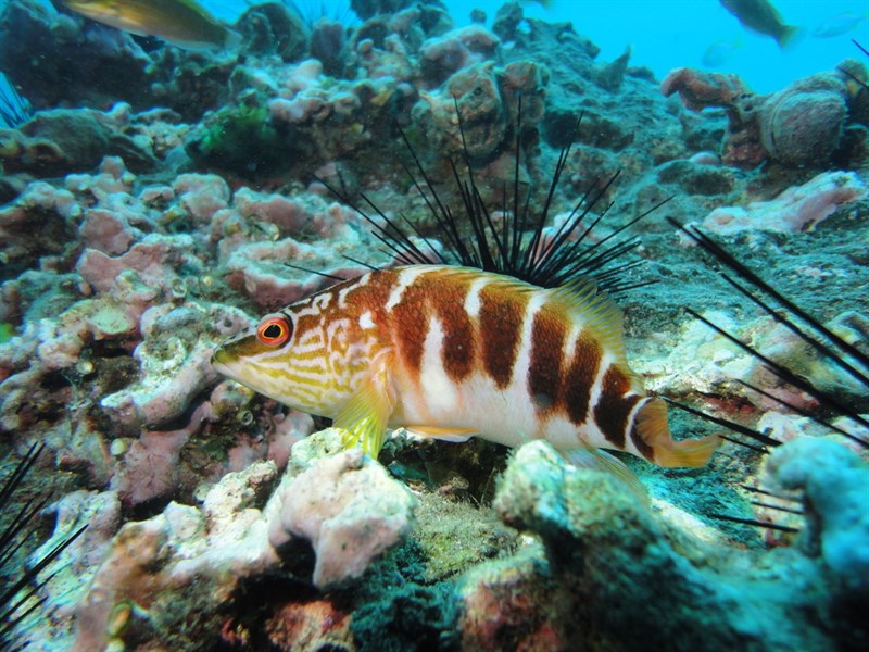 , Blackbanded Sea Perch, Black-banded Seaperch, Red-banded Sea Perch, Red-banded Sea-perch, Yellow-banded Seaperch, Yellow-banded Sea-perch, Blackbanded Seaperch - Hypoplectrodes semicinctum, Hypoplectrodes semicinctum