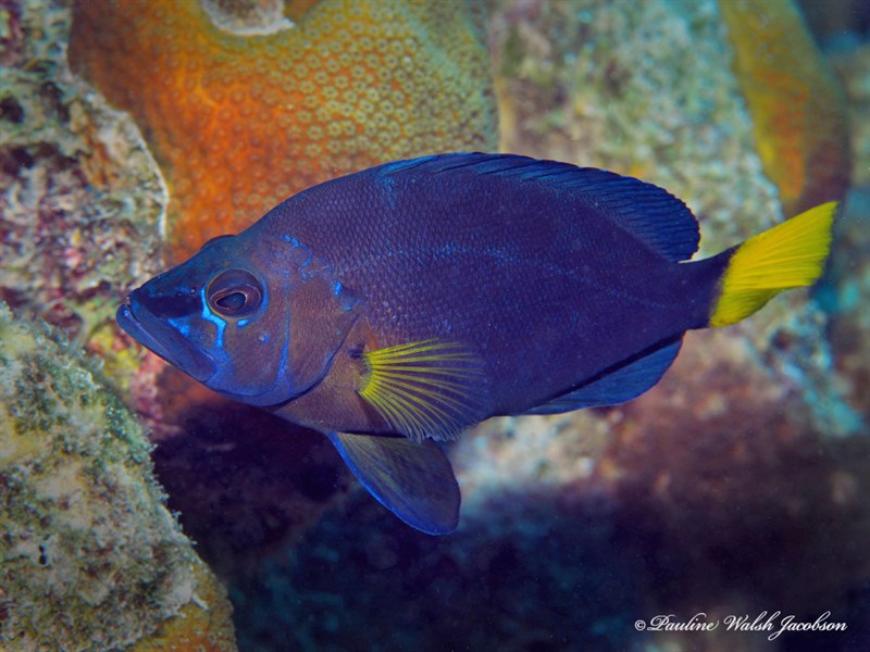 Yellowtail hamlet, Yellowtail Hamlet, Hypoplectrus chlorurus