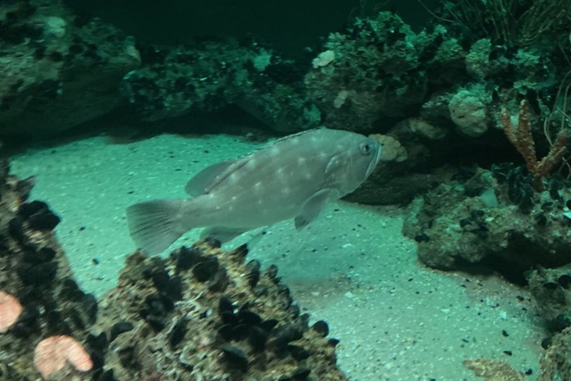 Snowy grouper, Snowy Grouper - Hyporthodus niveatus, Hyporthodus niveatus