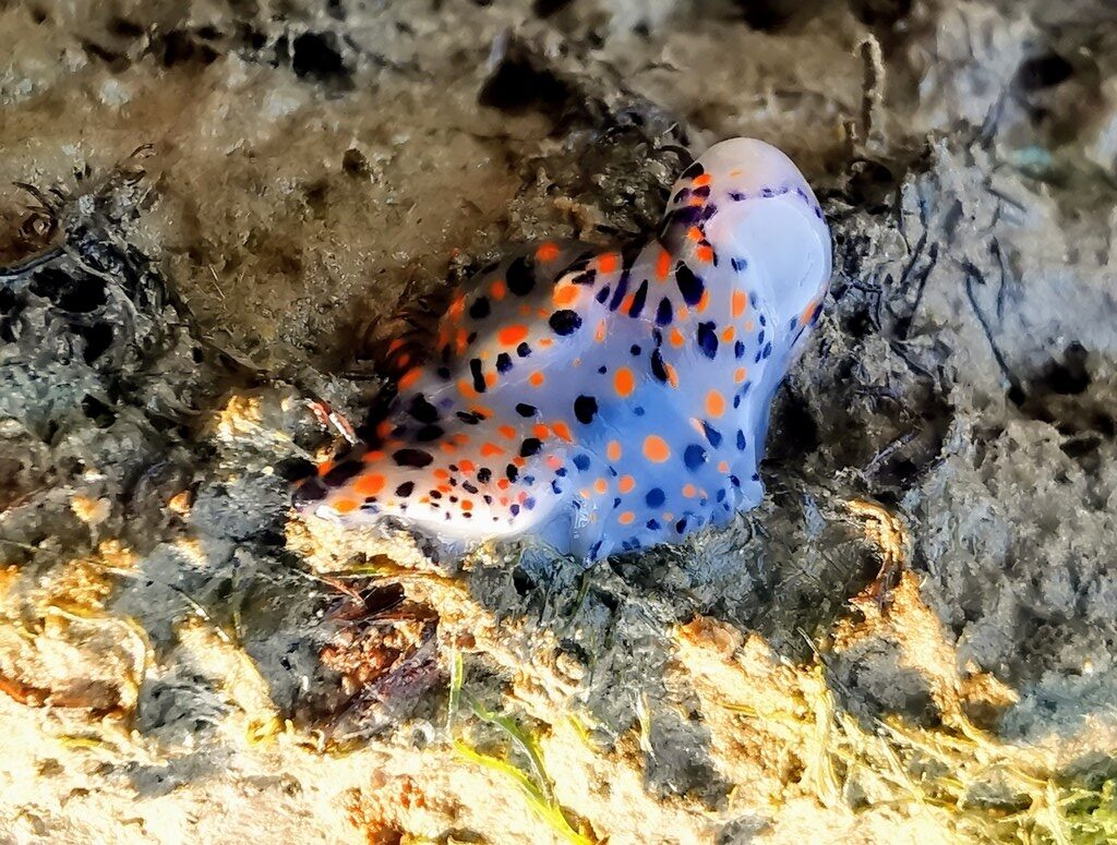 , Kanga Hypselodoris - Hypselodoris kanga, Hypselodoris kanga