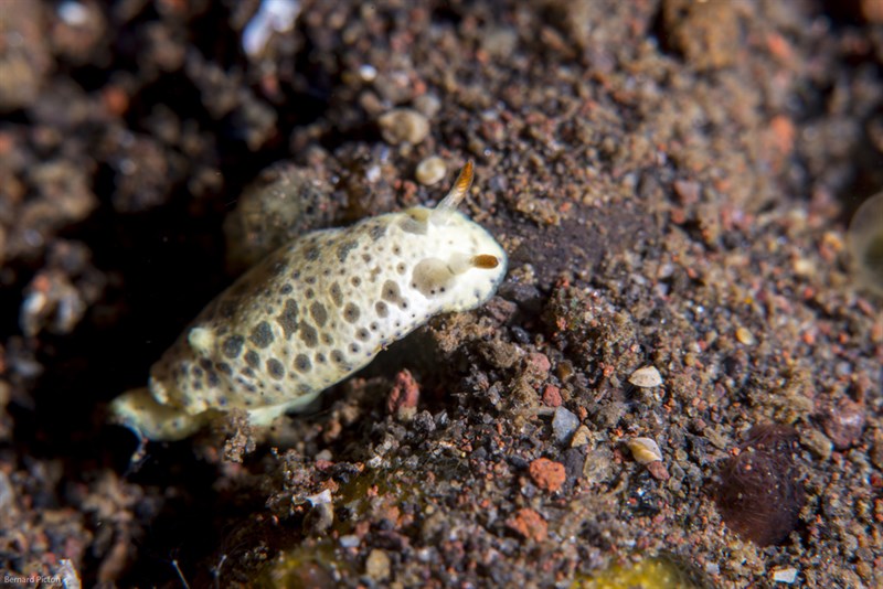 , Nudibranch, Hypselodoris lacuna