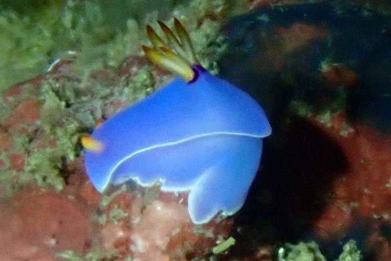 , Nudibranch - Hypselodoris melanesica, Hypselodoris melanesica