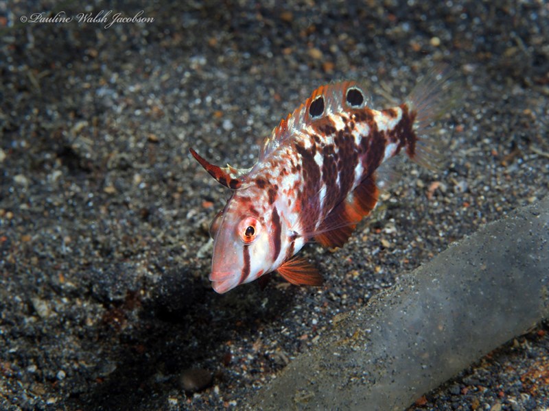 Blackspot razorfish, Blackspot Razorfish, Black-spot Tuskfish, Leaf Wrasse, Iniistius dea