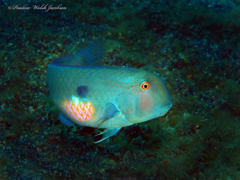 Fivefinger wrasse, Fivefinger Razorfish, Fivefinger Wrasse, Red-spot Razor Wrasse, Iniistius pentadactylus