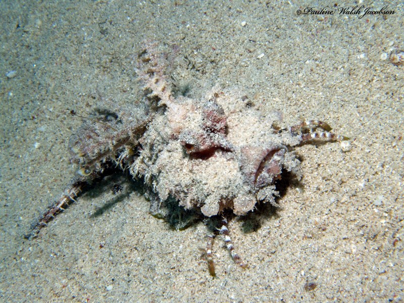 Two-stick stingfish, Two-stick Stingfish, Inimicus filamentosus