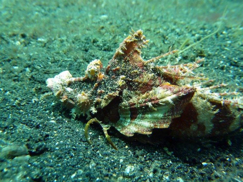 Spotted ghoul, Spotted Ghoul, Bearded Ghoul,  Spotted Stinger, Spotted Stonefish, Inimicus sinensis