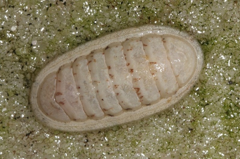 , Ischnochiton bergoti, Ischnochiton bergoti