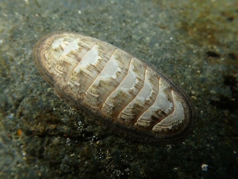 , Ischnochiton lineolatus