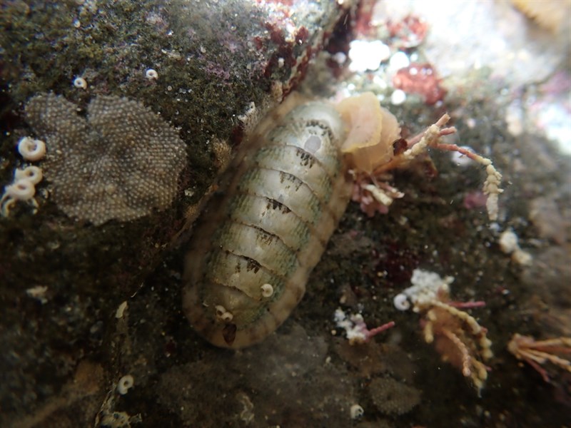 , Ischnochiton subviridis, Ischnochiton subviridis