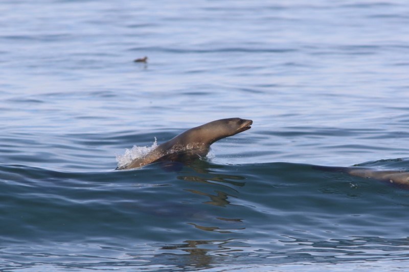 Cookie cutter shark, Cookie Cutter Shark - Isistius brasiliensis, Isistius brasiliensis