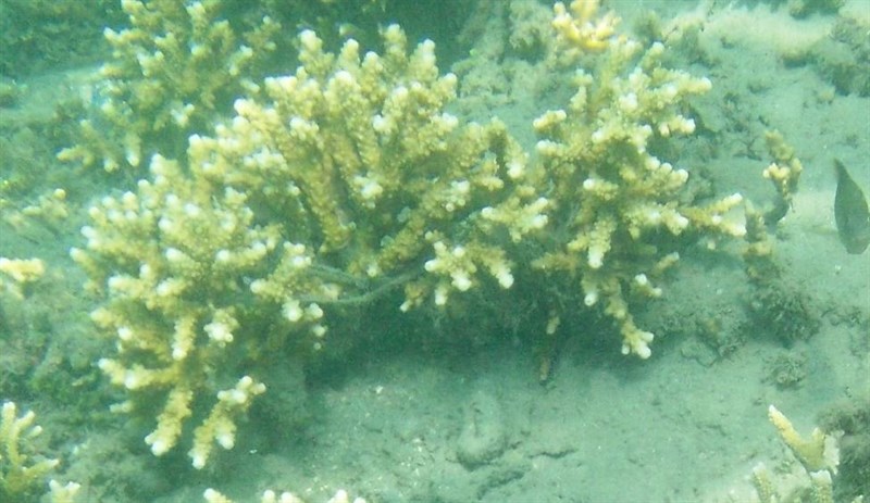 , Stony Coral - Isopora brueggemanni, Isopora brueggemanni