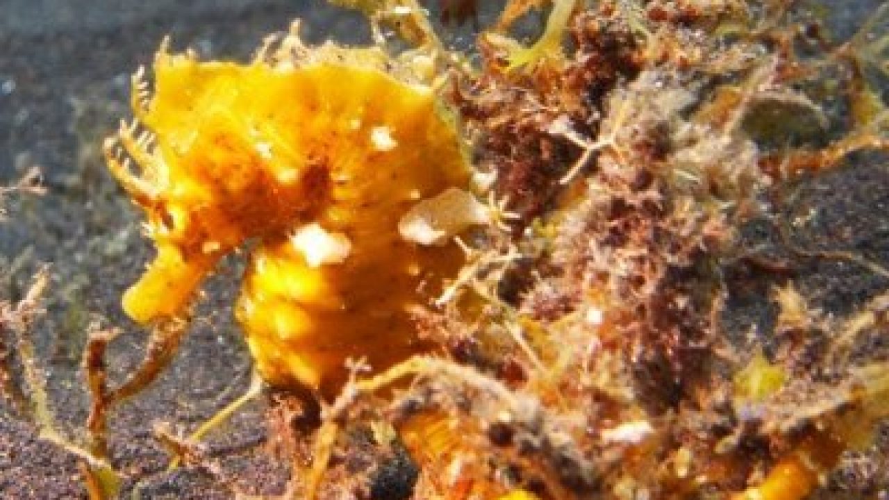 Short-Snouted Seahorse – Hippocampus hippocampus