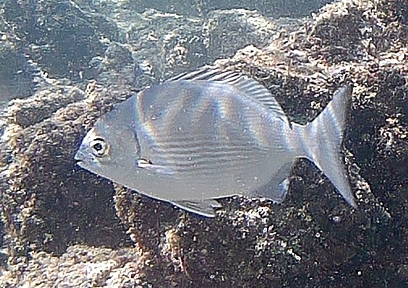 Hawaiian chub, Hawaiian Chub, Kyphosus hawaiiensis