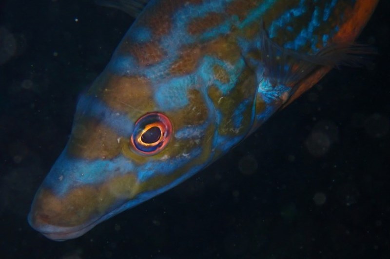 Cuckoo wrasse, Cuckoo Wrasse, Labrus mixtus