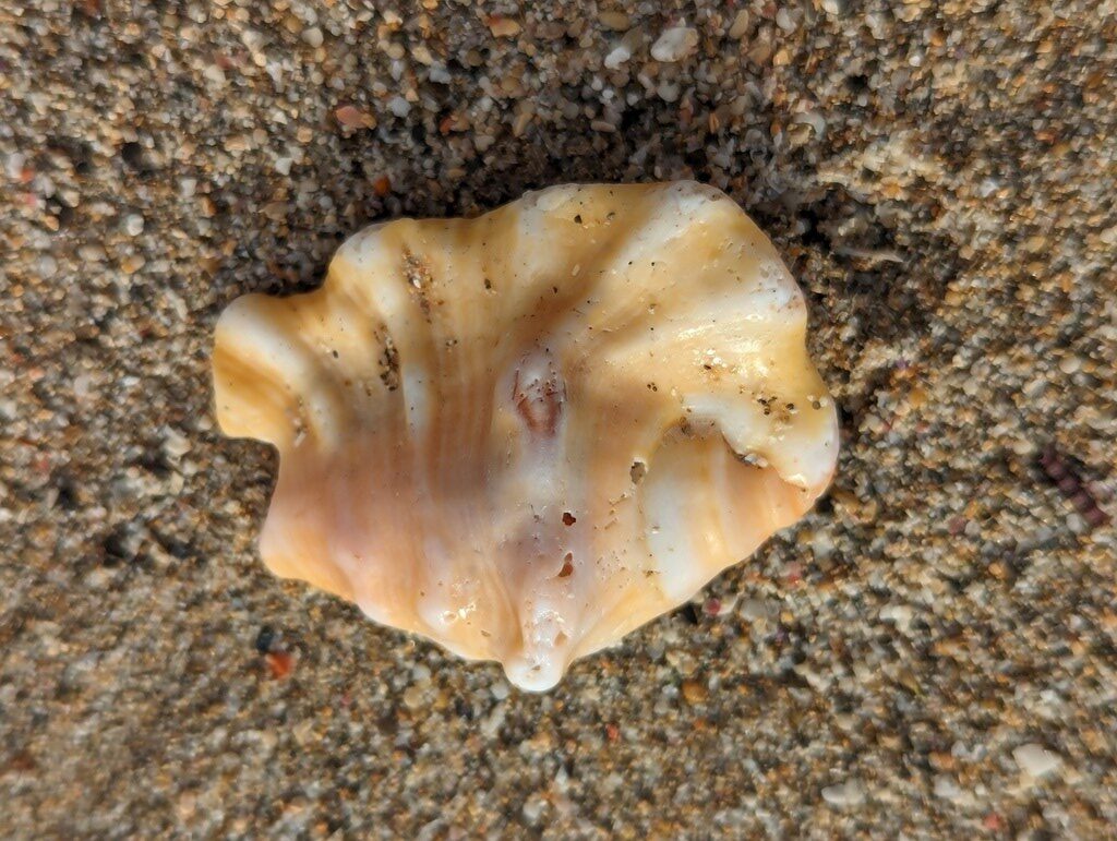 , Orange Spider Conch, Lambis crocata