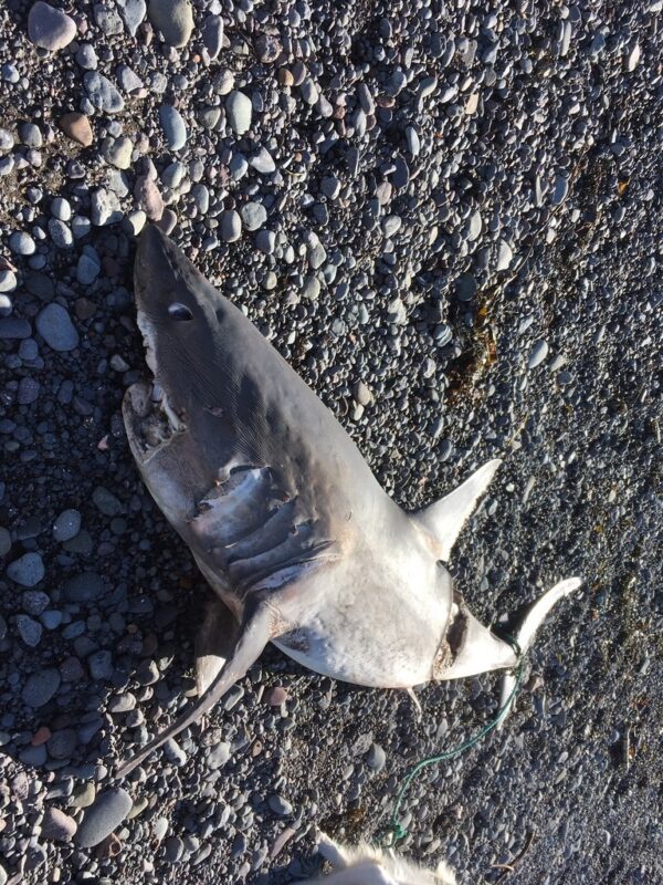 Porbeagle, Lamna nasus