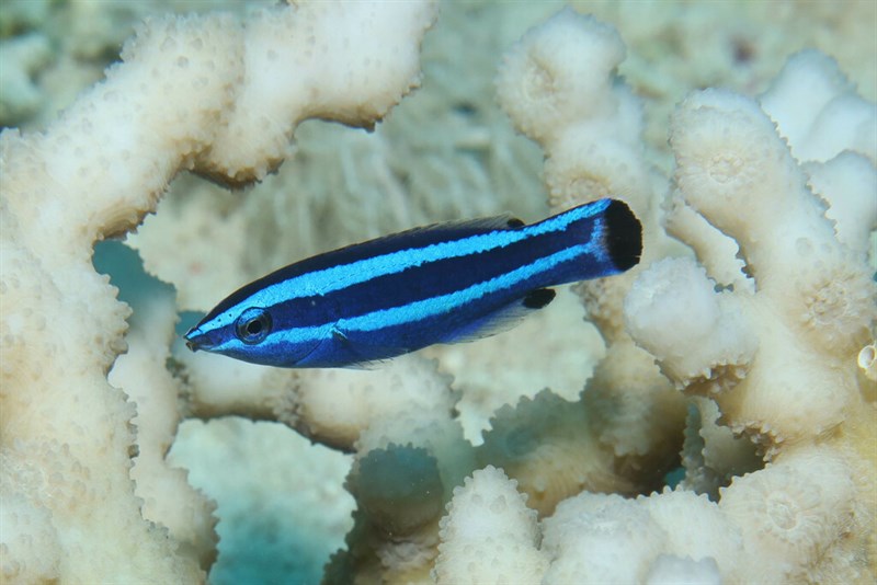 Fourline wrasse, Fourline Wrasse, Larabicus quadrilineatus