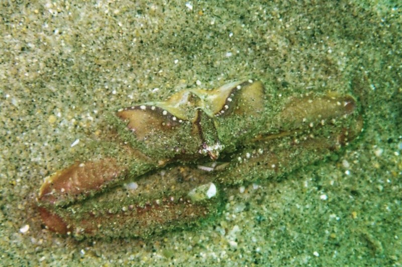 , Sandflat Elbow Crab, Latulambrus occidentalis