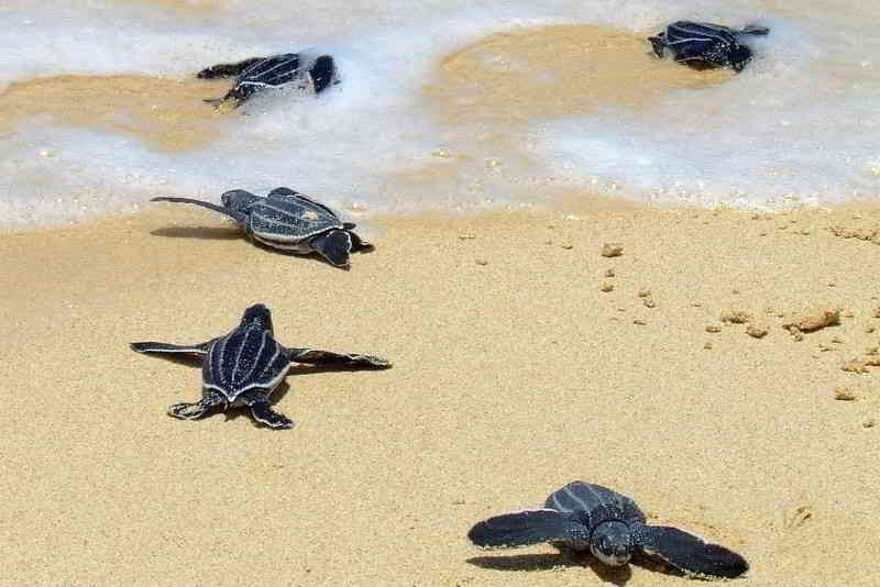 Leatherback-sea-turtle-Dermochelys-coriacea-scuba-diving-canary-islands-tenerife-gran-canaria-fuerteventura-lanzarote-la-palma-gomera-el-hierro-atlantic-ocean-babies