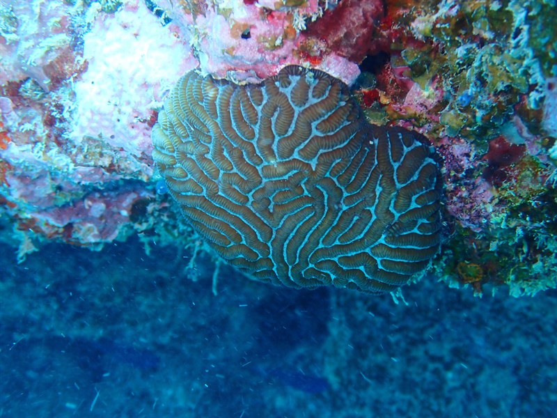 , Stony Coral, Leptoria phrygia