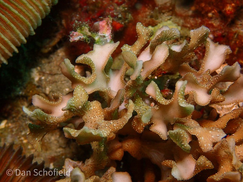 , Stony Coral, Leptoseris papyracea