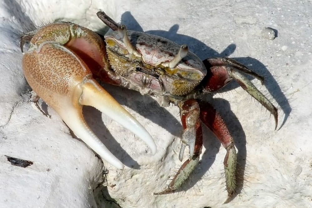 Leptuca pugilator - Atlantic Sand Fiddler Crab