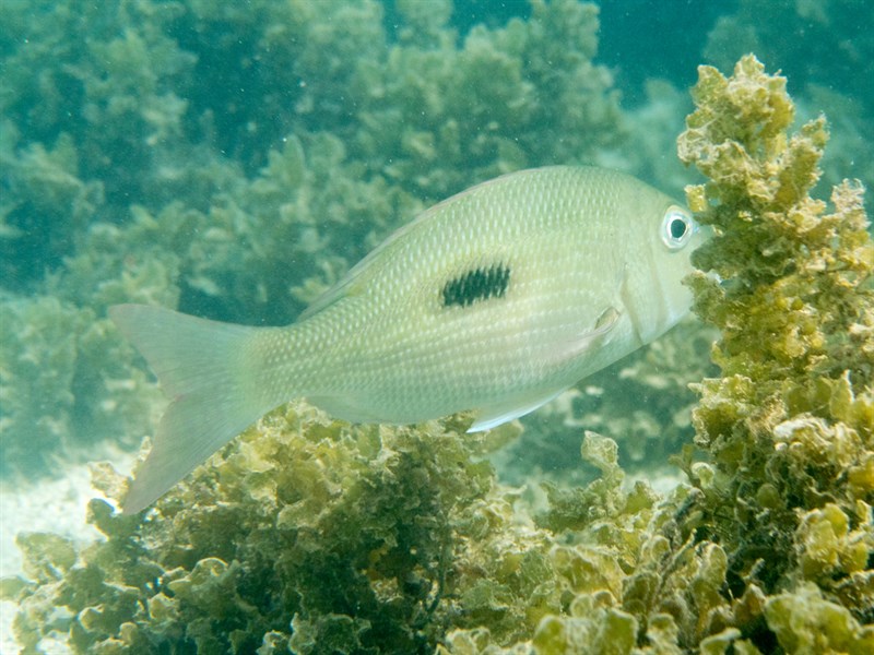 Thumbprint emperor, Thumbprint Emperor, Blackpatch Emperor, Black Blotch Emperor, Black-blotch Emperor, Lethrinus harak