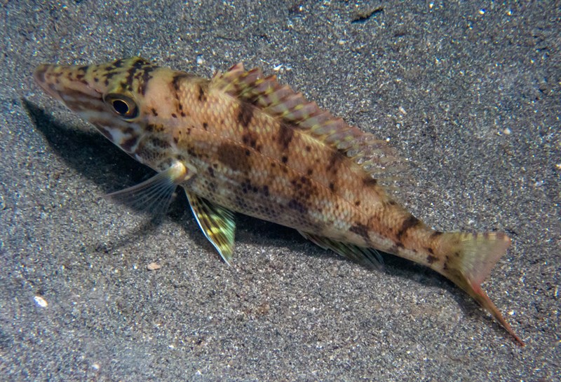 Smalltooth emperor, Smalltooth Emperor, Lethrinus microdon