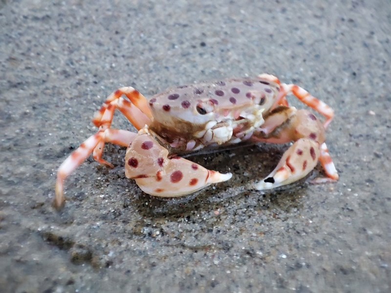 , Red-spotted Crab - Liagore rubromaculata, Liagore rubromaculata