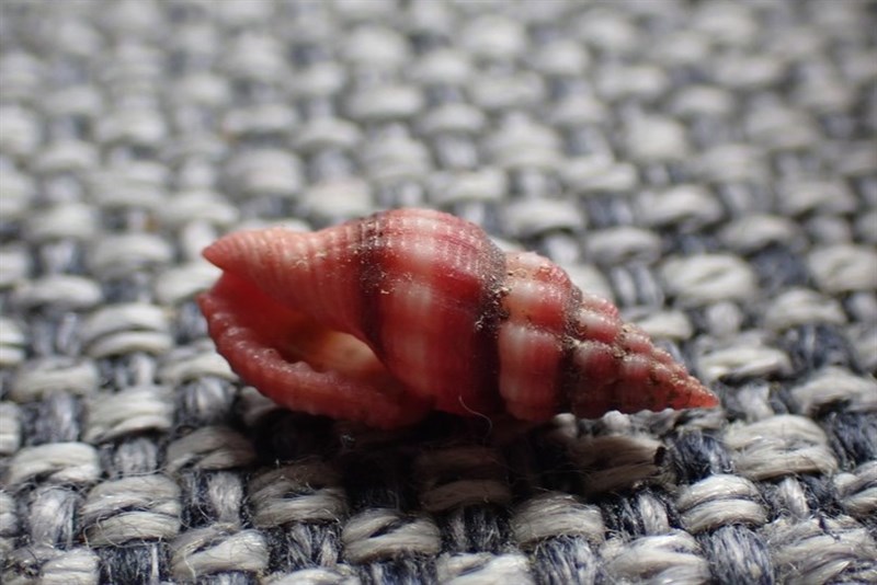 Lienardia rubida