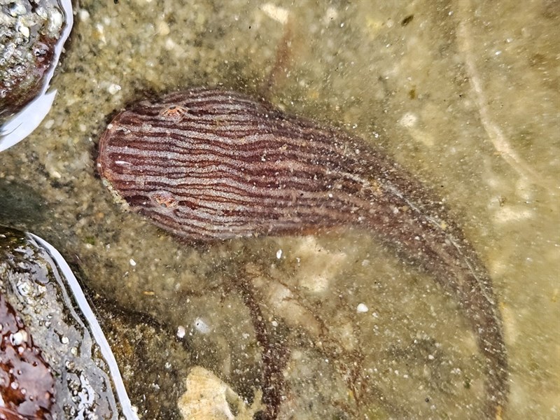 Marbled snailfish, , Liparis dennyi